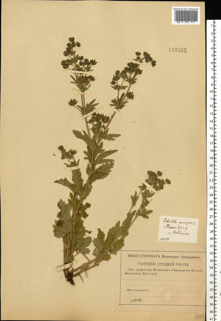 Potentilla norvegica L., Eastern Europe, Central region (E4) (Russia)