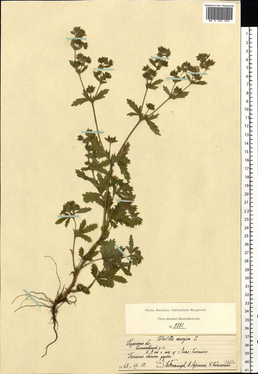 Potentilla norvegica L., Eastern Europe, Central region (E4) (Russia)