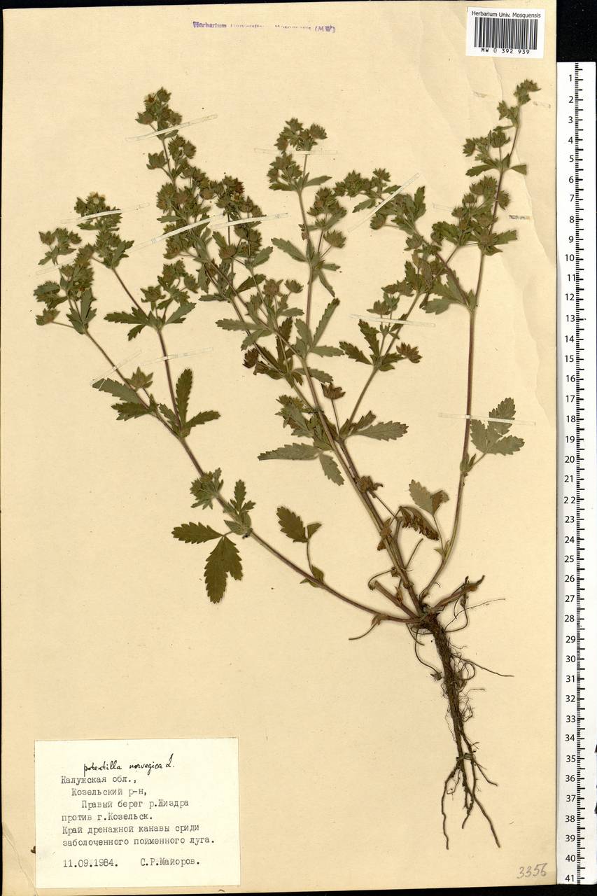 Potentilla norvegica L., Eastern Europe, Central region (E4) (Russia)