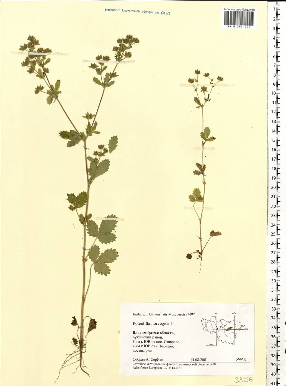 Potentilla norvegica L., Eastern Europe, Central region (E4) (Russia)