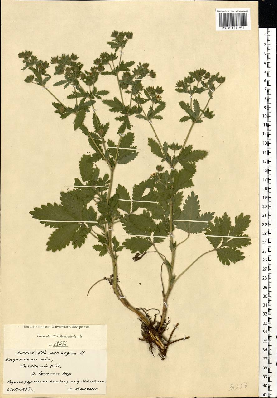 Potentilla norvegica L., Eastern Europe, Central region (E4) (Russia)