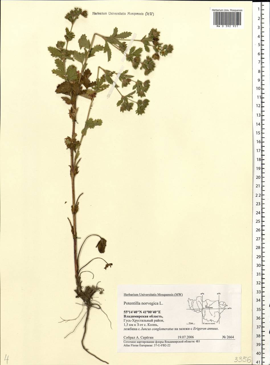 Potentilla norvegica L., Eastern Europe, Central region (E4) (Russia)
