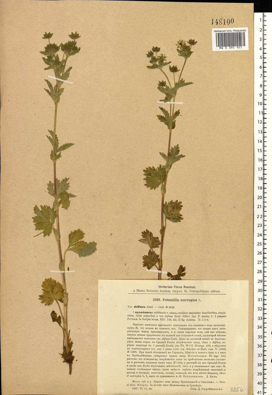 Potentilla norvegica L., Eastern Europe, Moscow region (E4a) (Russia)