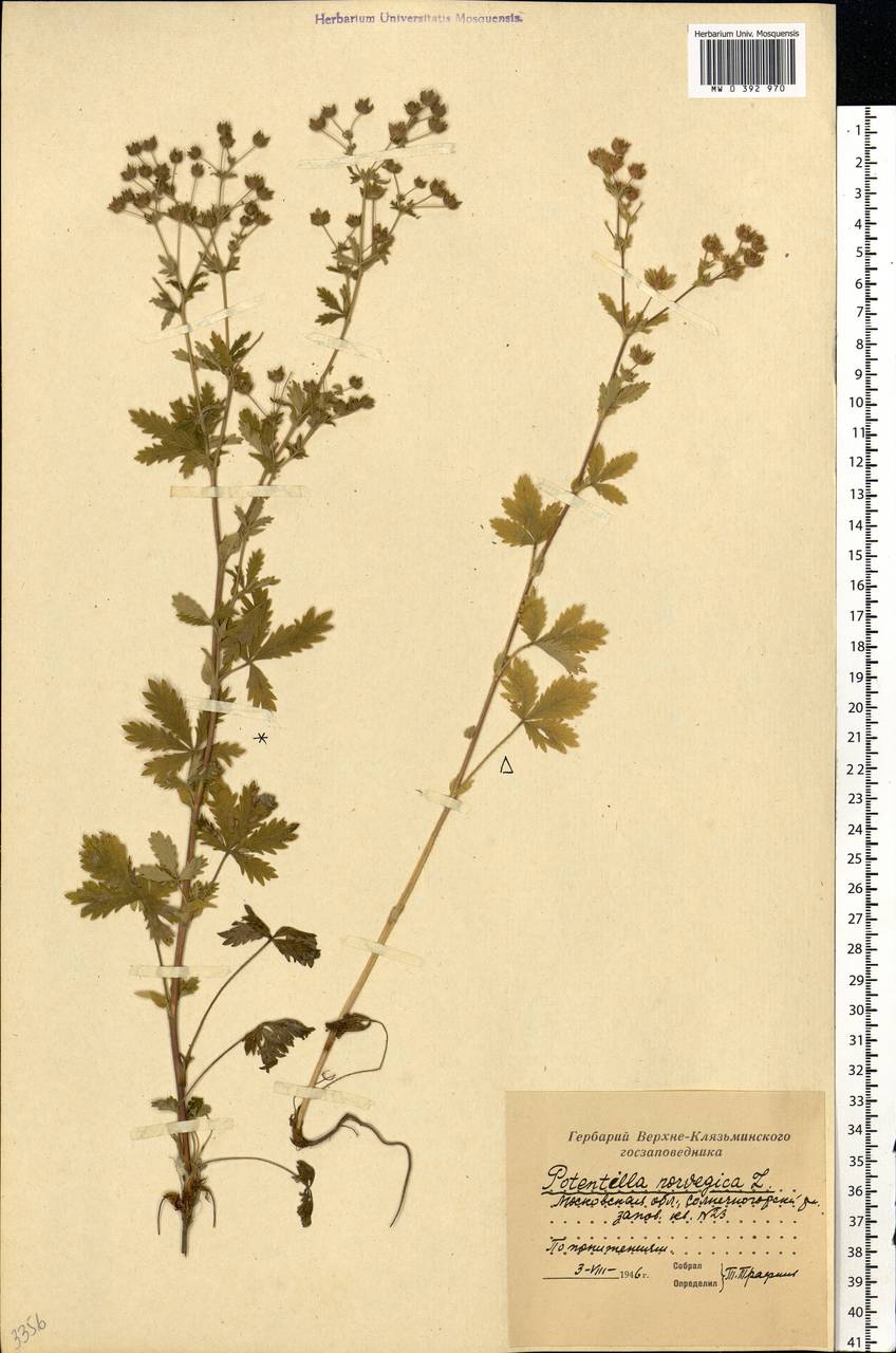 Potentilla norvegica L., Eastern Europe, Moscow region (E4a) (Russia)
