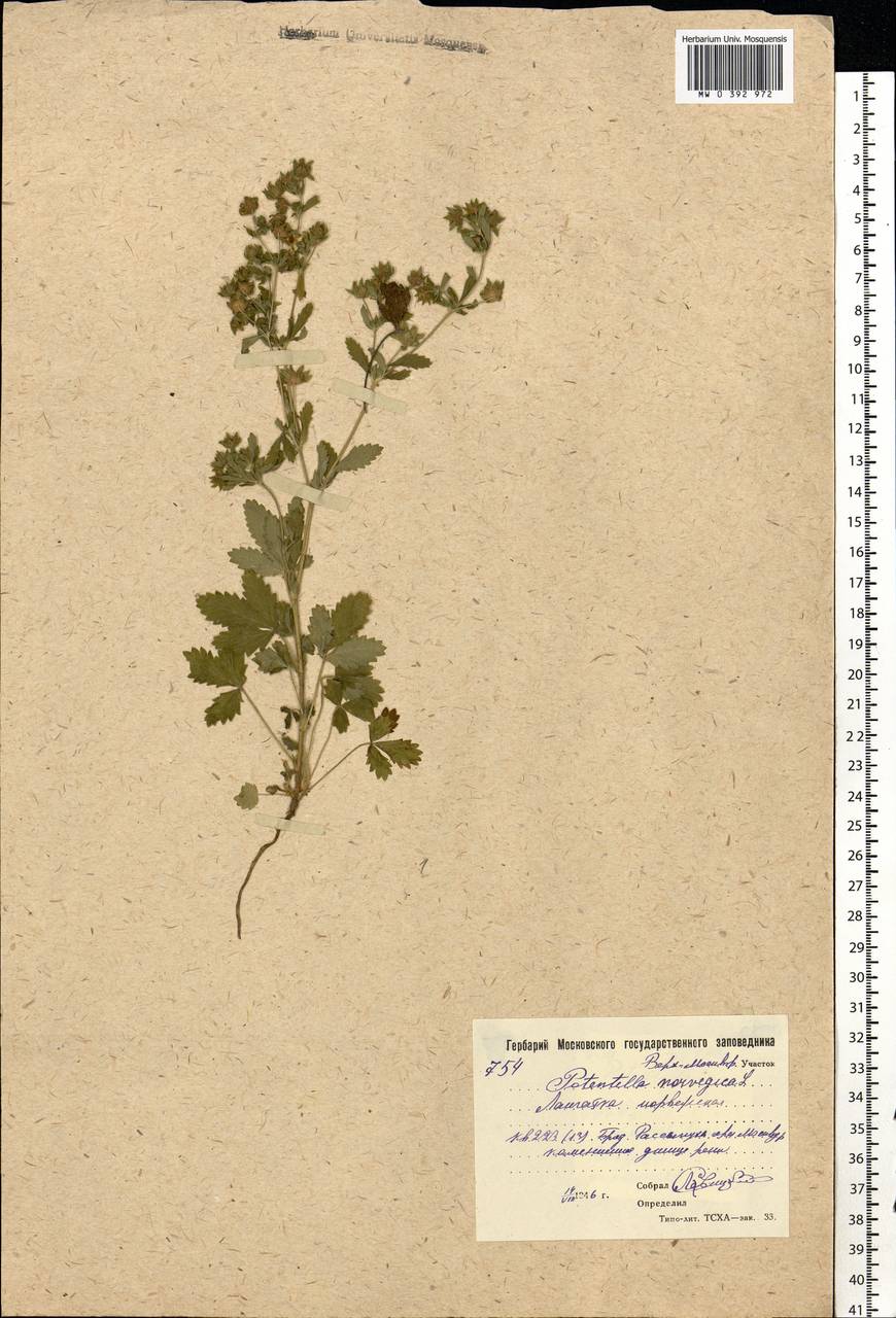 Potentilla norvegica L., Eastern Europe, Moscow region (E4a) (Russia)