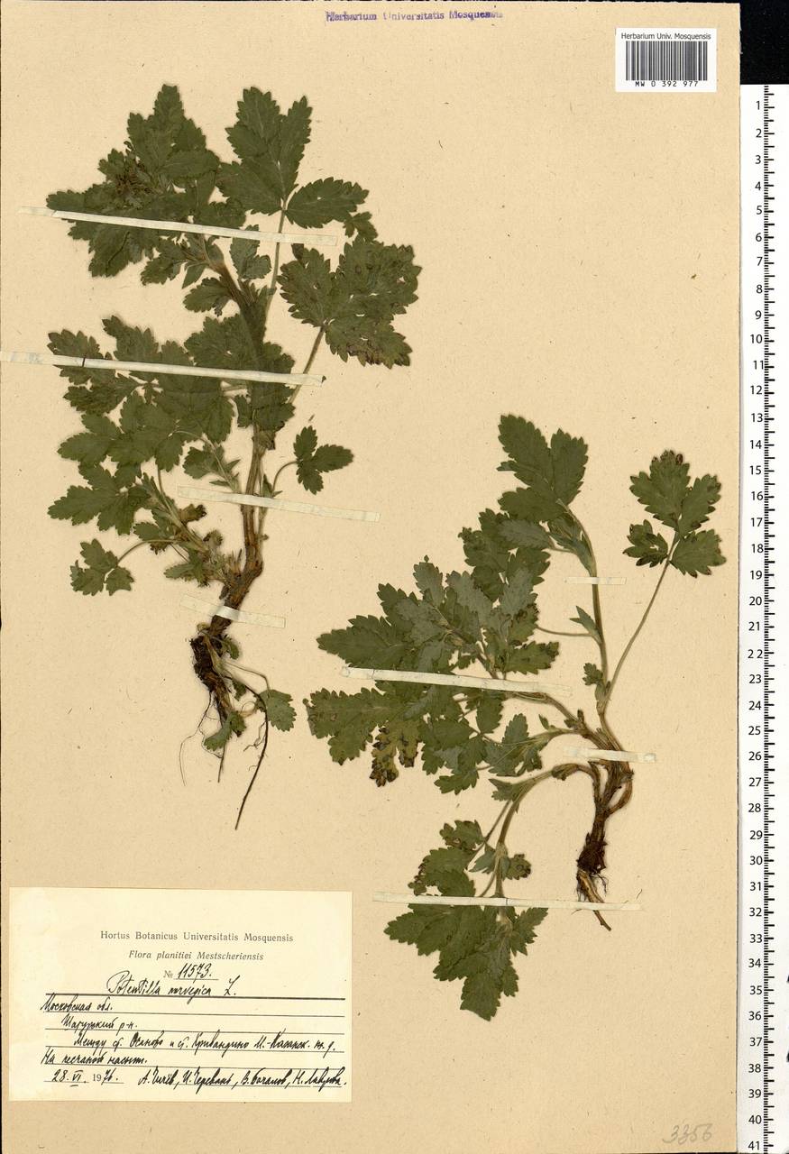 Potentilla norvegica L., Eastern Europe, Moscow region (E4a) (Russia)