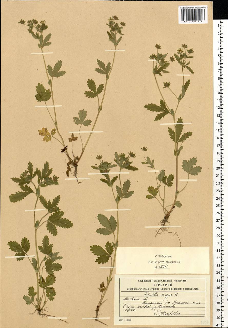 Potentilla norvegica L., Eastern Europe, Moscow region (E4a) (Russia)