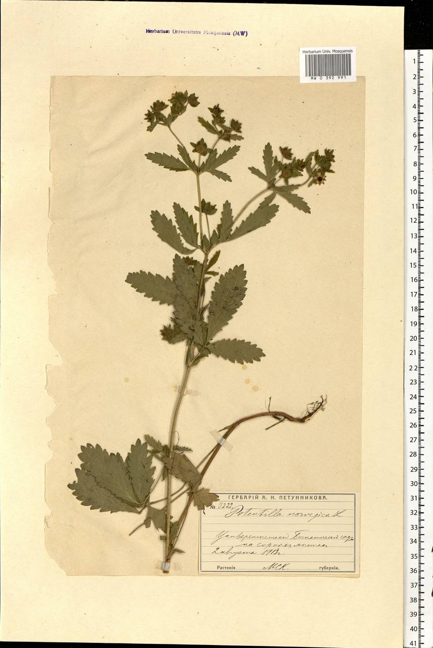 Potentilla norvegica L., Eastern Europe, Moscow region (E4a) (Russia)