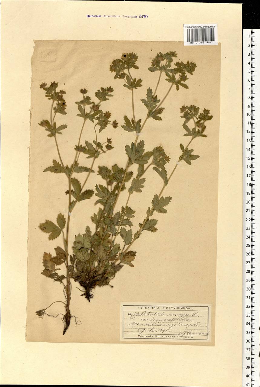 Potentilla norvegica L., Eastern Europe, Moscow region (E4a) (Russia)