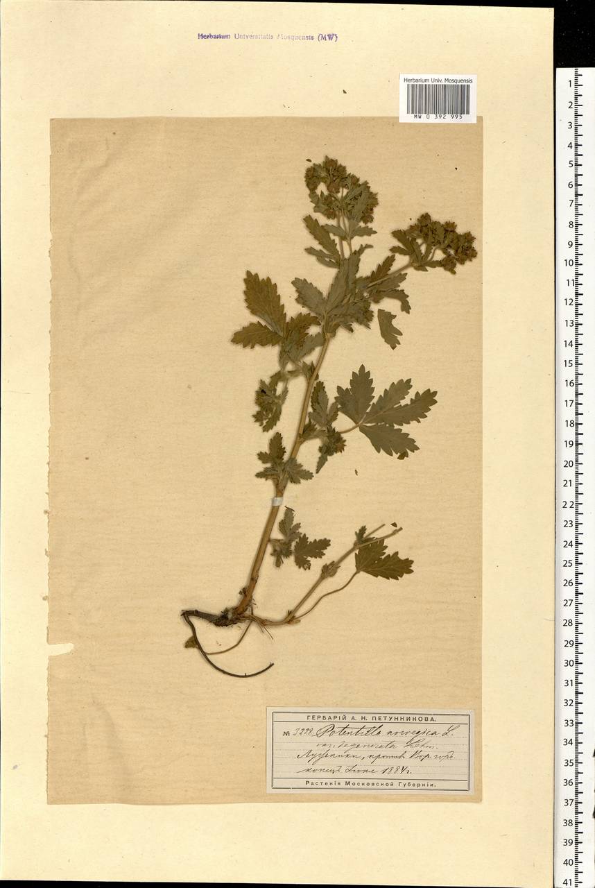 Potentilla norvegica L., Eastern Europe, Moscow region (E4a) (Russia)