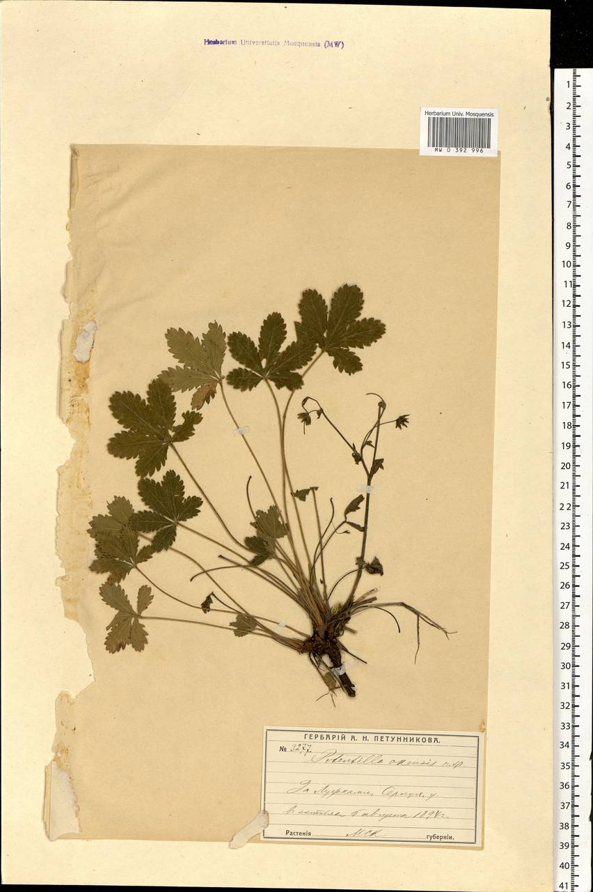 Potentilla norvegica L., Eastern Europe, Moscow region (E4a) (Russia)