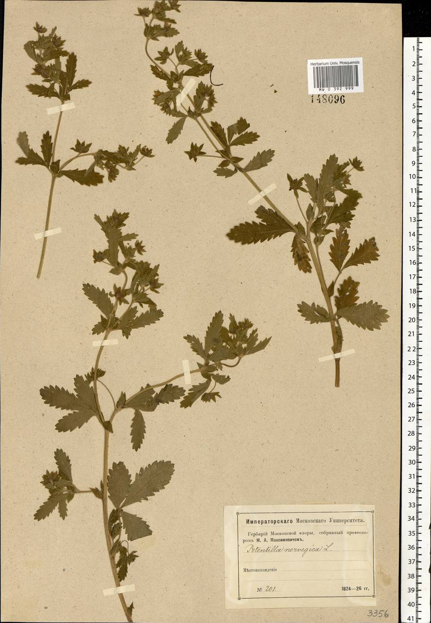 Potentilla norvegica L., Eastern Europe, Moscow region (E4a) (Russia)