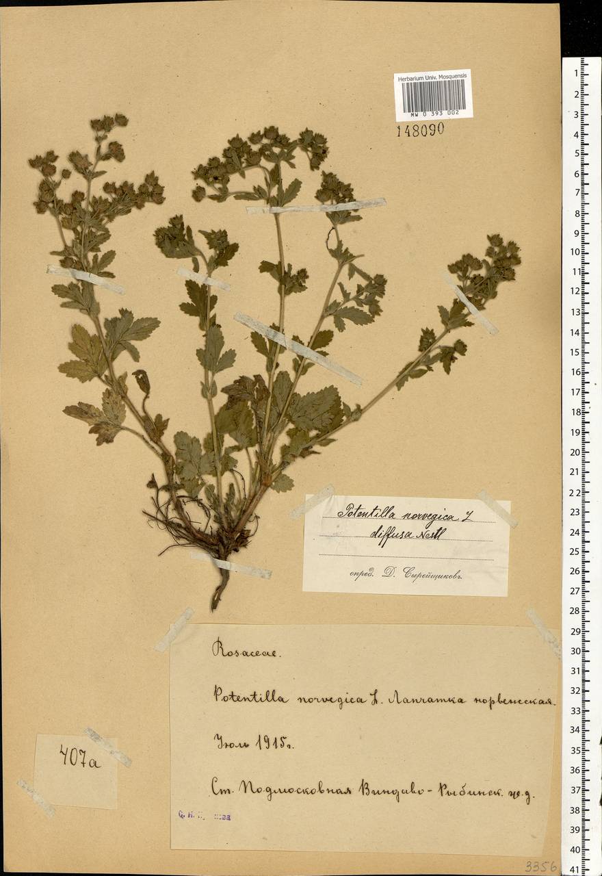 Potentilla norvegica L., Eastern Europe, Moscow region (E4a) (Russia)
