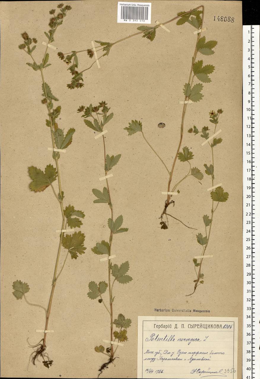 Potentilla norvegica L., Eastern Europe, Moscow region (E4a) (Russia)