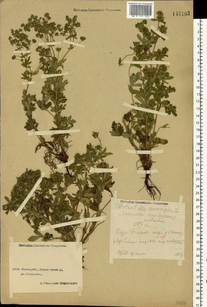 Potentilla norvegica L., Eastern Europe, Central forest region (E5) (Russia)