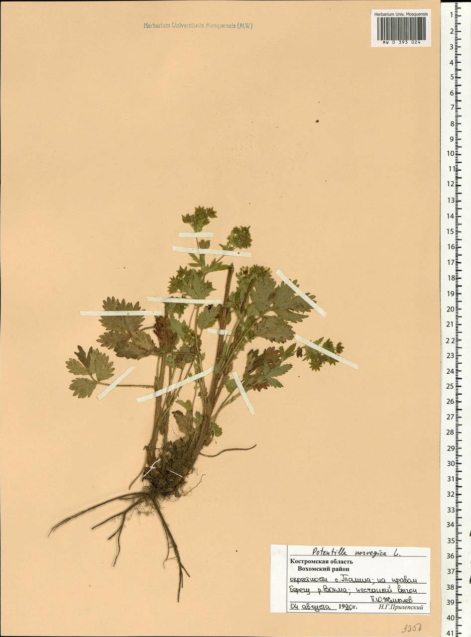 Potentilla norvegica L., Eastern Europe, Central forest region (E5) (Russia)