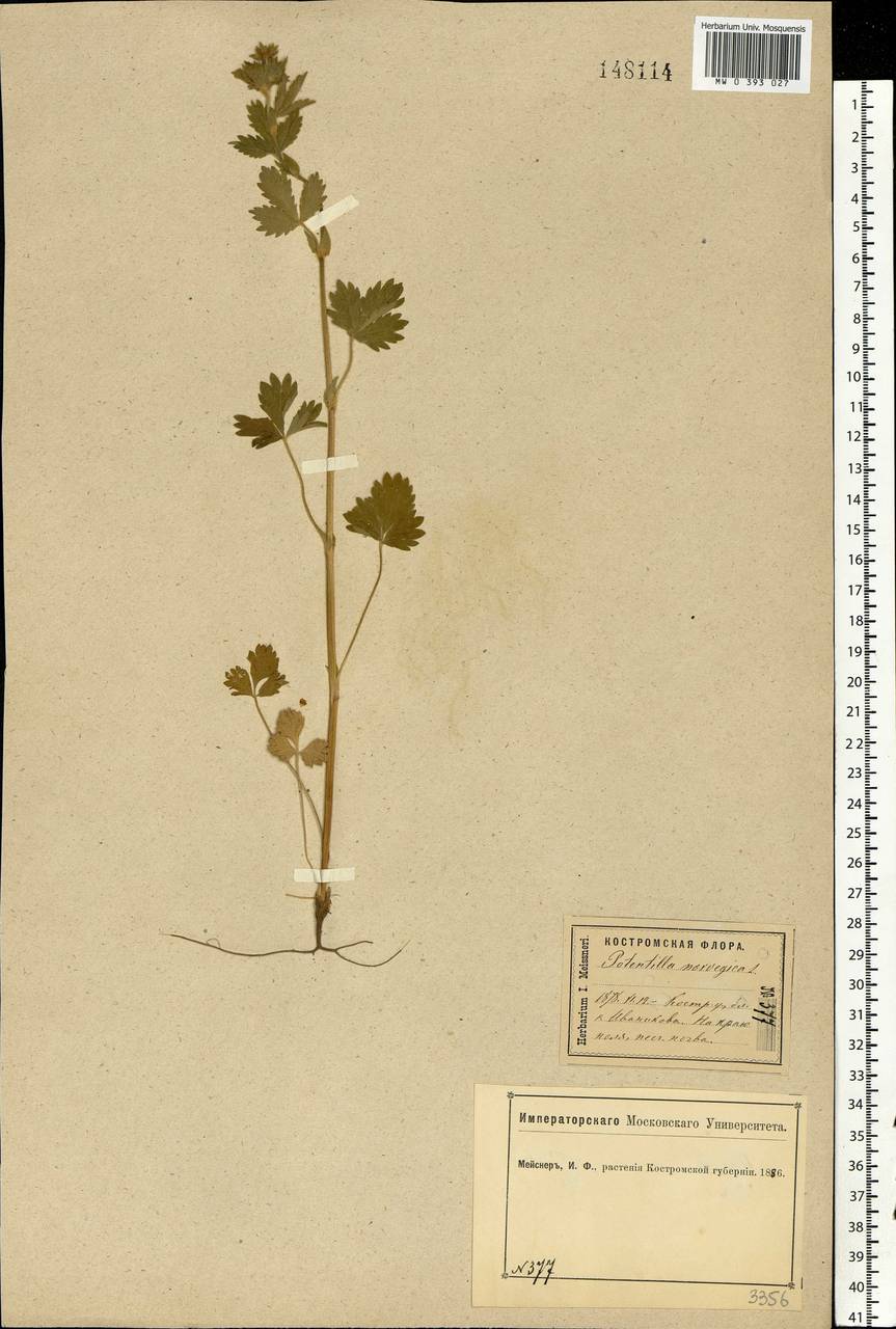 Potentilla norvegica L., Eastern Europe, Central forest region (E5) (Russia)