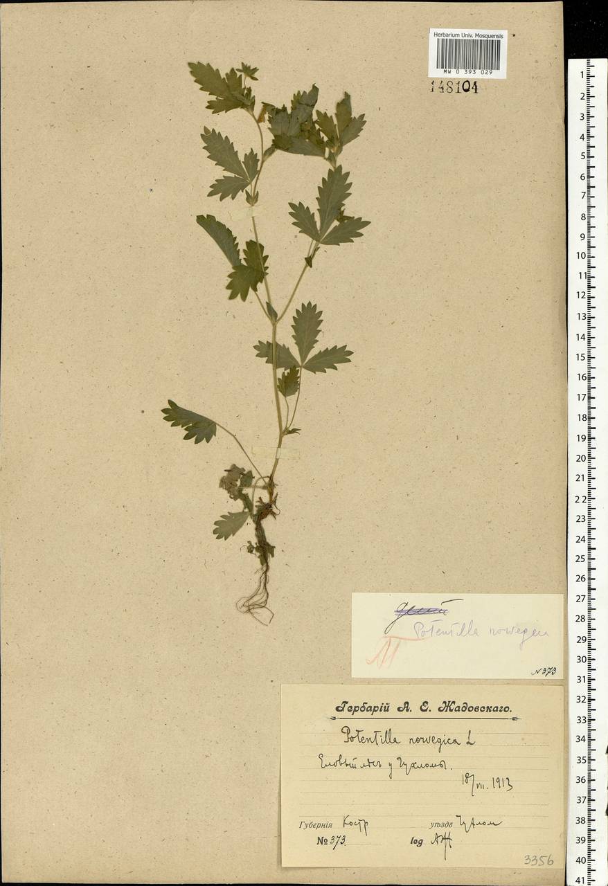 Potentilla norvegica L., Eastern Europe, Central forest region (E5) (Russia)