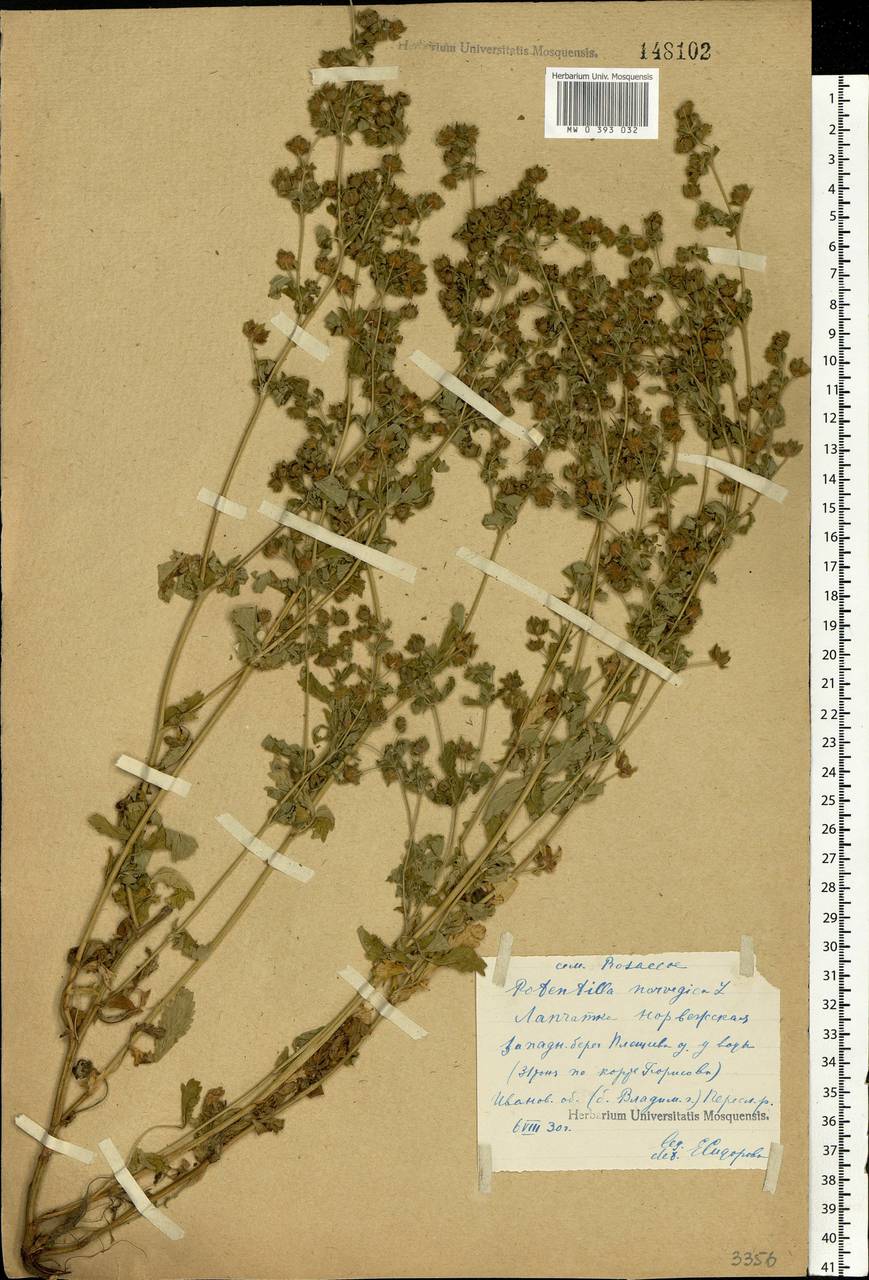Potentilla norvegica L., Eastern Europe, Central forest region (E5) (Russia)