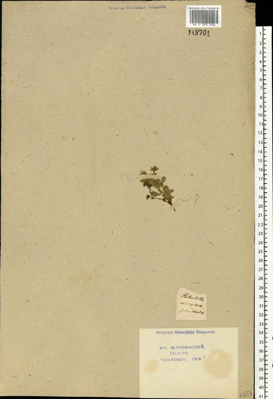 Potentilla norvegica L., Eastern Europe, Central forest-and-steppe region (E6) (Russia)