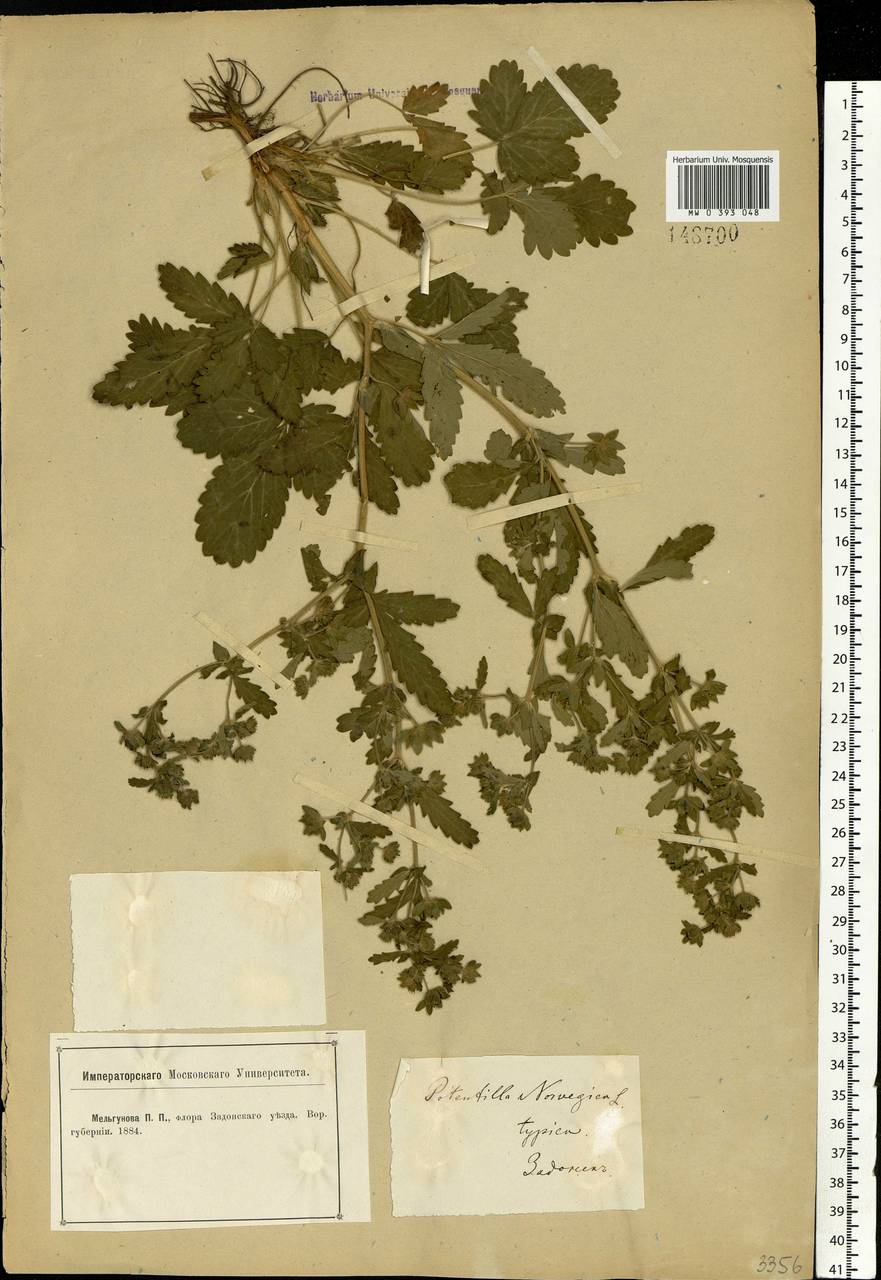 Potentilla norvegica L., Eastern Europe, Central forest-and-steppe region (E6) (Russia)