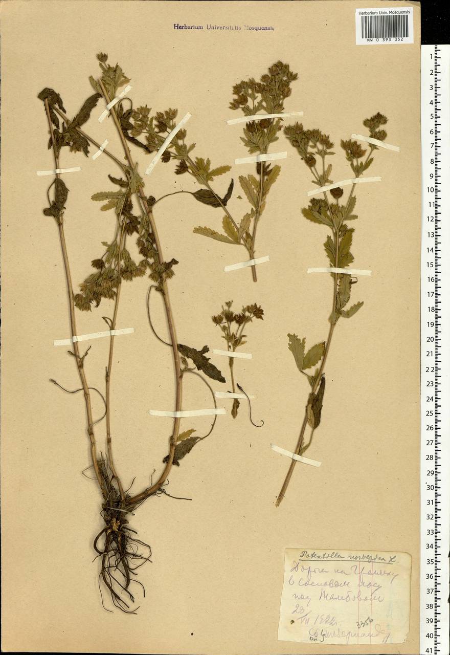 Potentilla norvegica L., Eastern Europe, Central forest-and-steppe region (E6) (Russia)