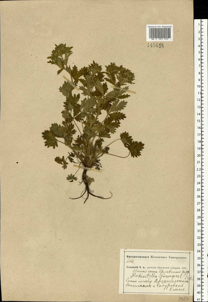 Potentilla norvegica L., Eastern Europe, Central forest-and-steppe region (E6) (Russia)