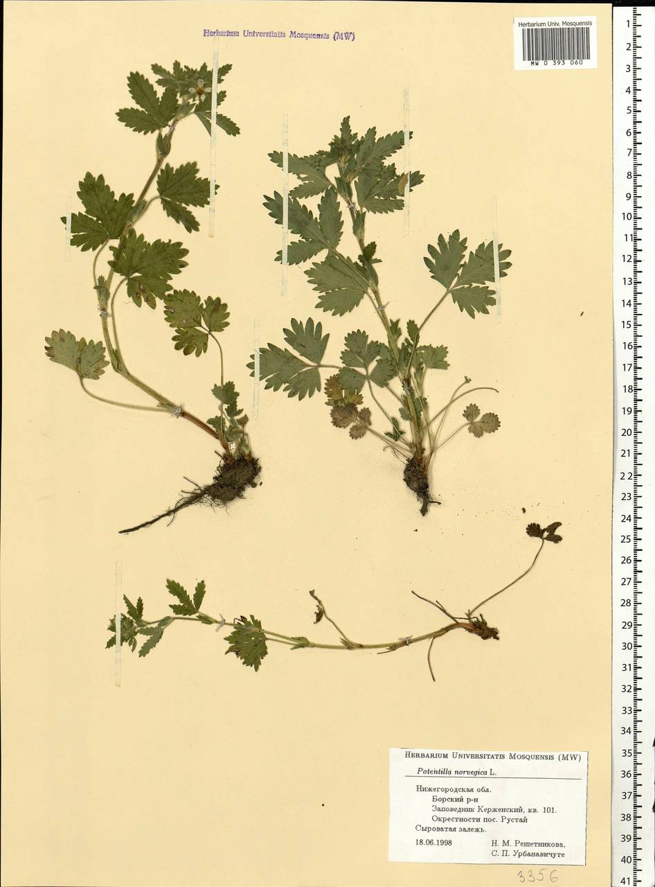 Potentilla norvegica L., Eastern Europe, Volga-Kama region (E7) (Russia)