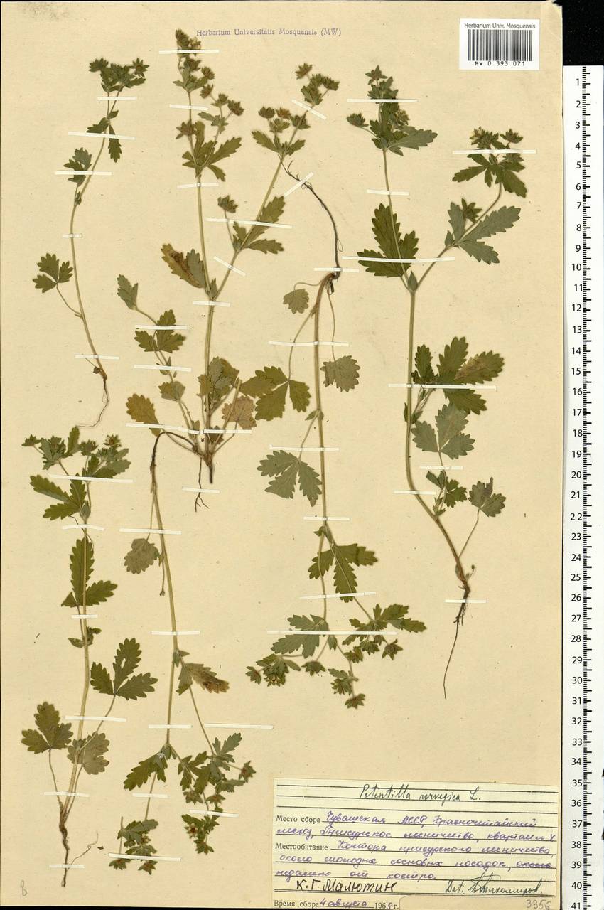Potentilla norvegica L., Eastern Europe, Middle Volga region (E8) (Russia)