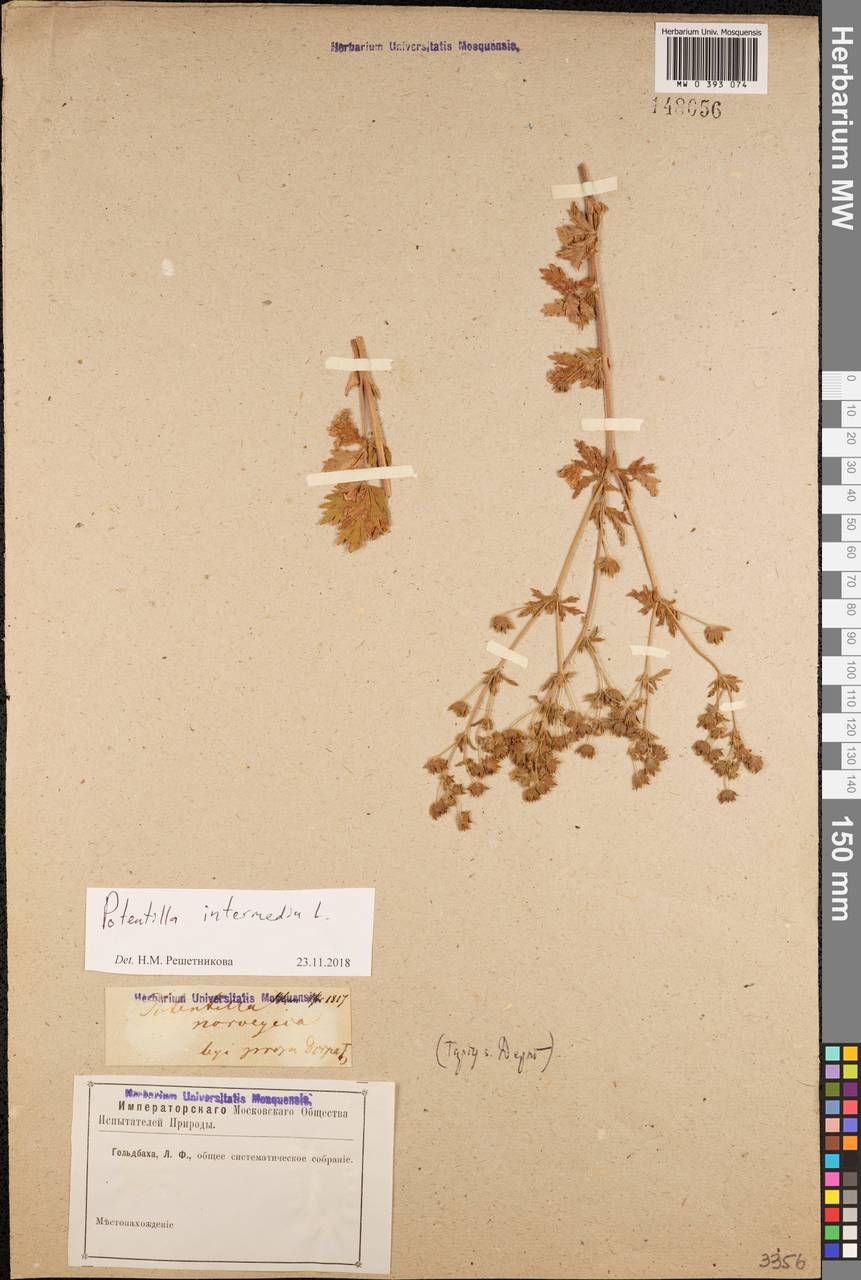 Potentilla intermedia L., Eastern Europe, Estonia (E2c) (Estonia)