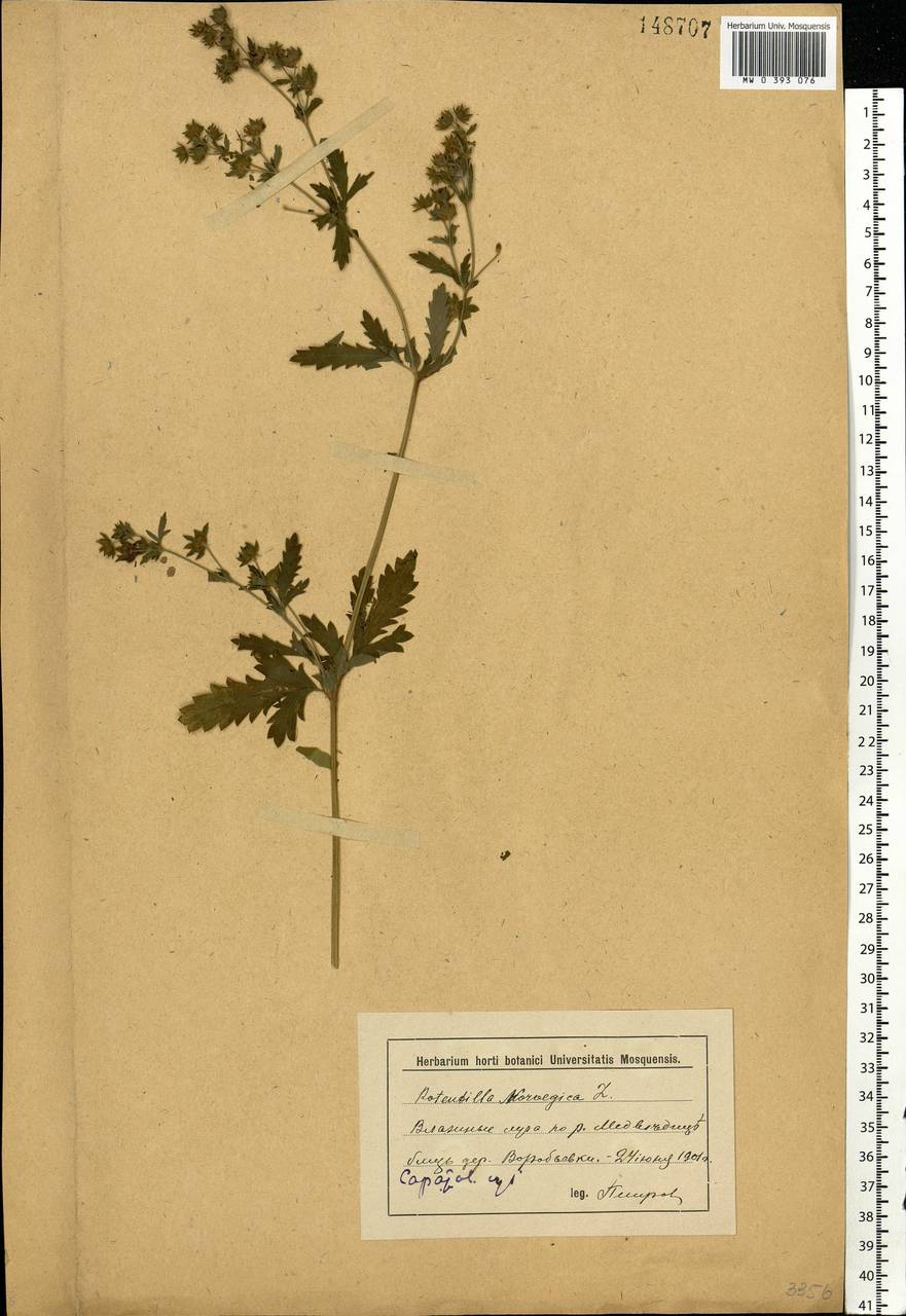 Potentilla norvegica L., Eastern Europe, Lower Volga region (E9) (Russia)