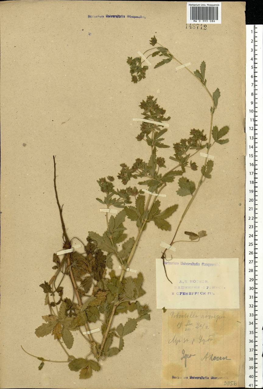 Potentilla norvegica L., Eastern Europe, Eastern region (E10) (Russia)