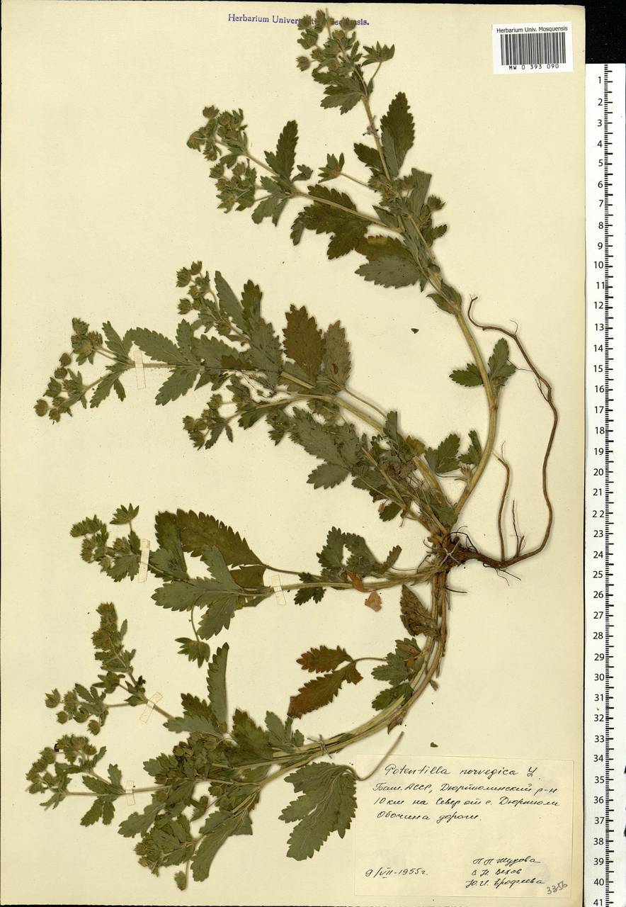 Potentilla norvegica L., Eastern Europe, Eastern region (E10) (Russia)
