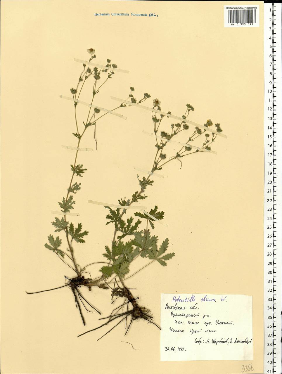 Potentilla recta subsp. obscura (Willd.) Arcang., Eastern Europe, Rostov Oblast (E12a) (Russia)