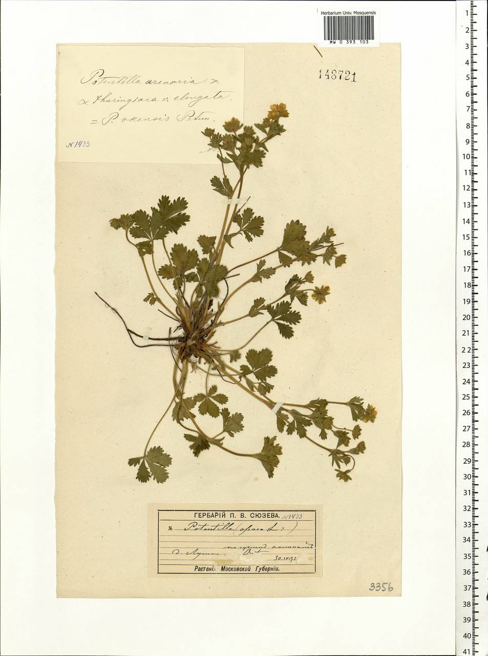 Potentilla ×okensis Petunn., Eastern Europe, Moscow region (E4a) (Russia)