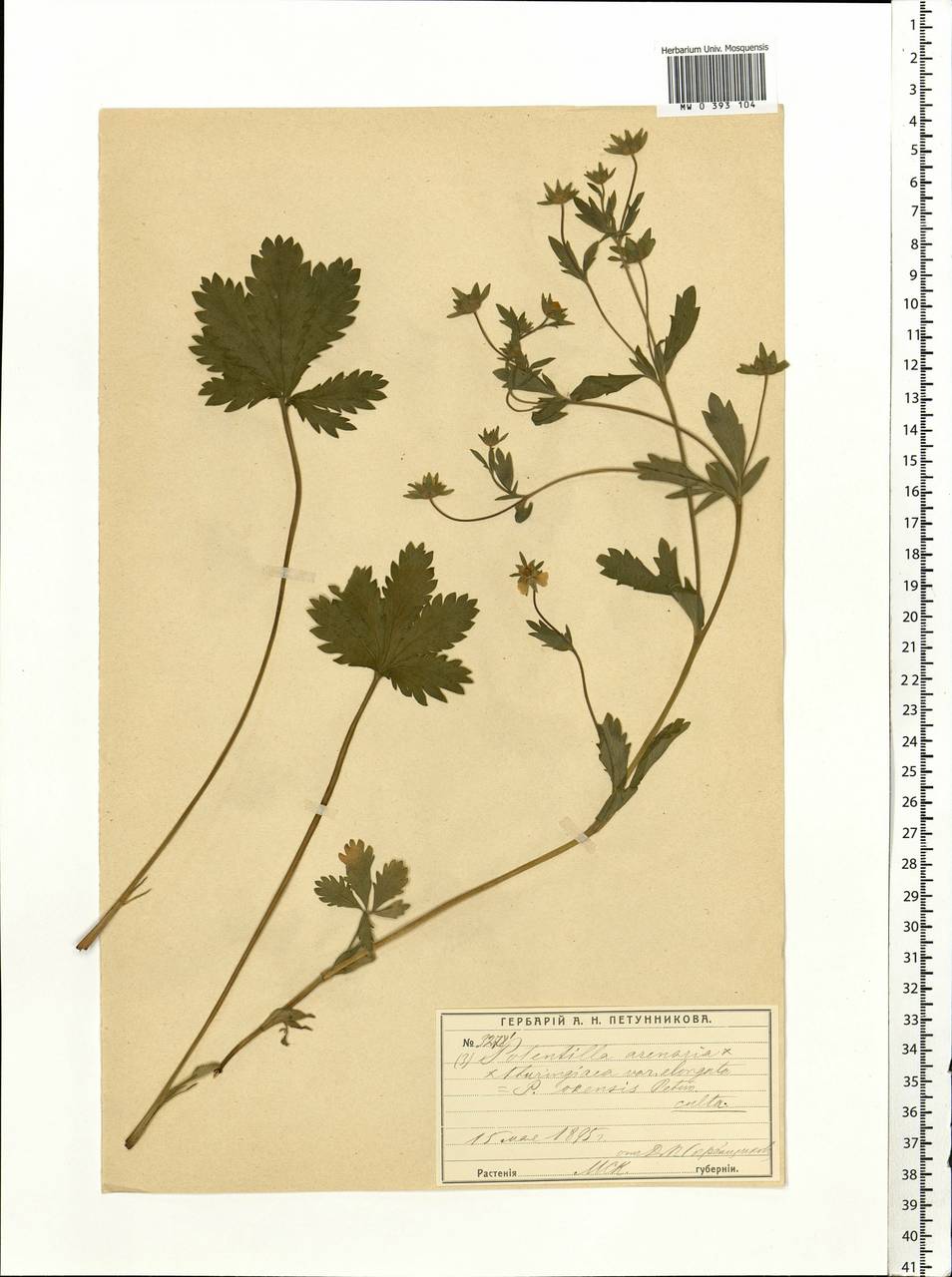 Potentilla ×okensis Petunn., Botanic gardens and arboreta (GARD) (Russia)