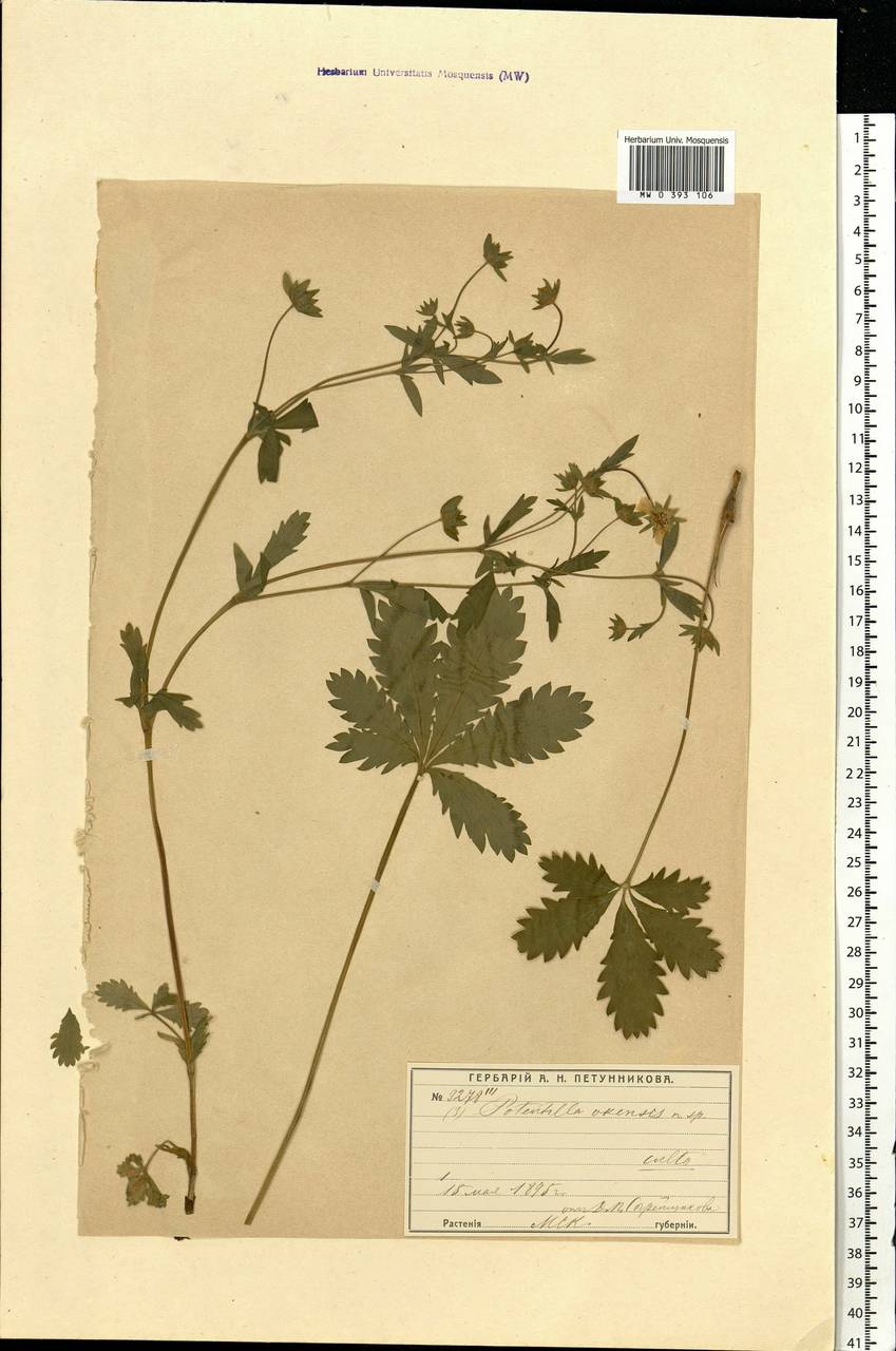 Potentilla ×okensis Petunn., Botanic gardens and arboreta (GARD) (Russia)