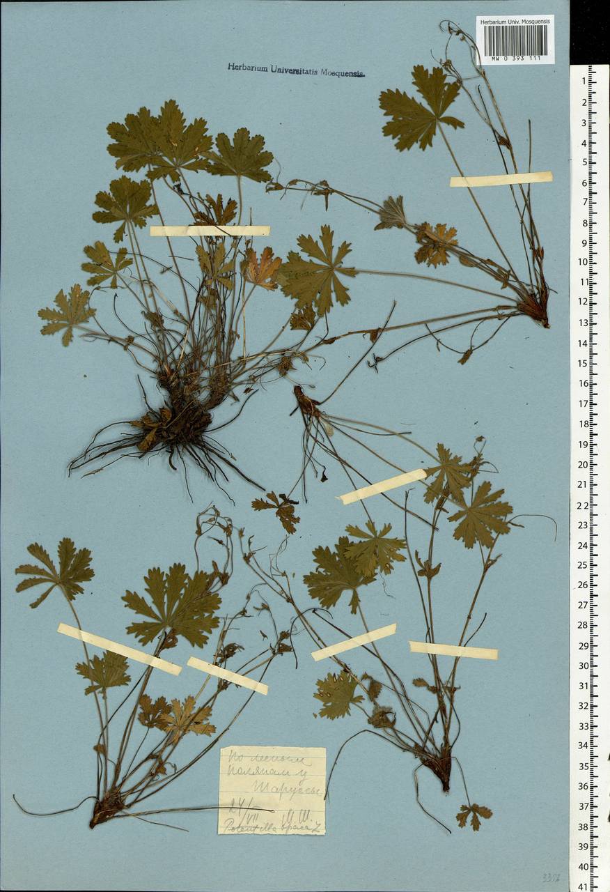 Potentilla heptaphylla L., Eastern Europe, Central region (E4) (Russia)