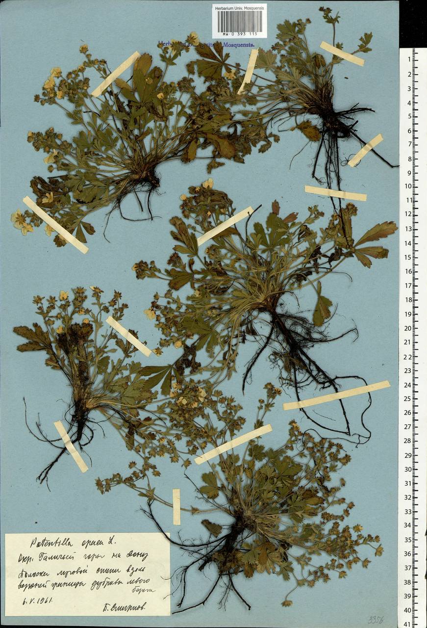 Potentilla heptaphylla L., Eastern Europe, Central forest-and-steppe region (E6) (Russia)