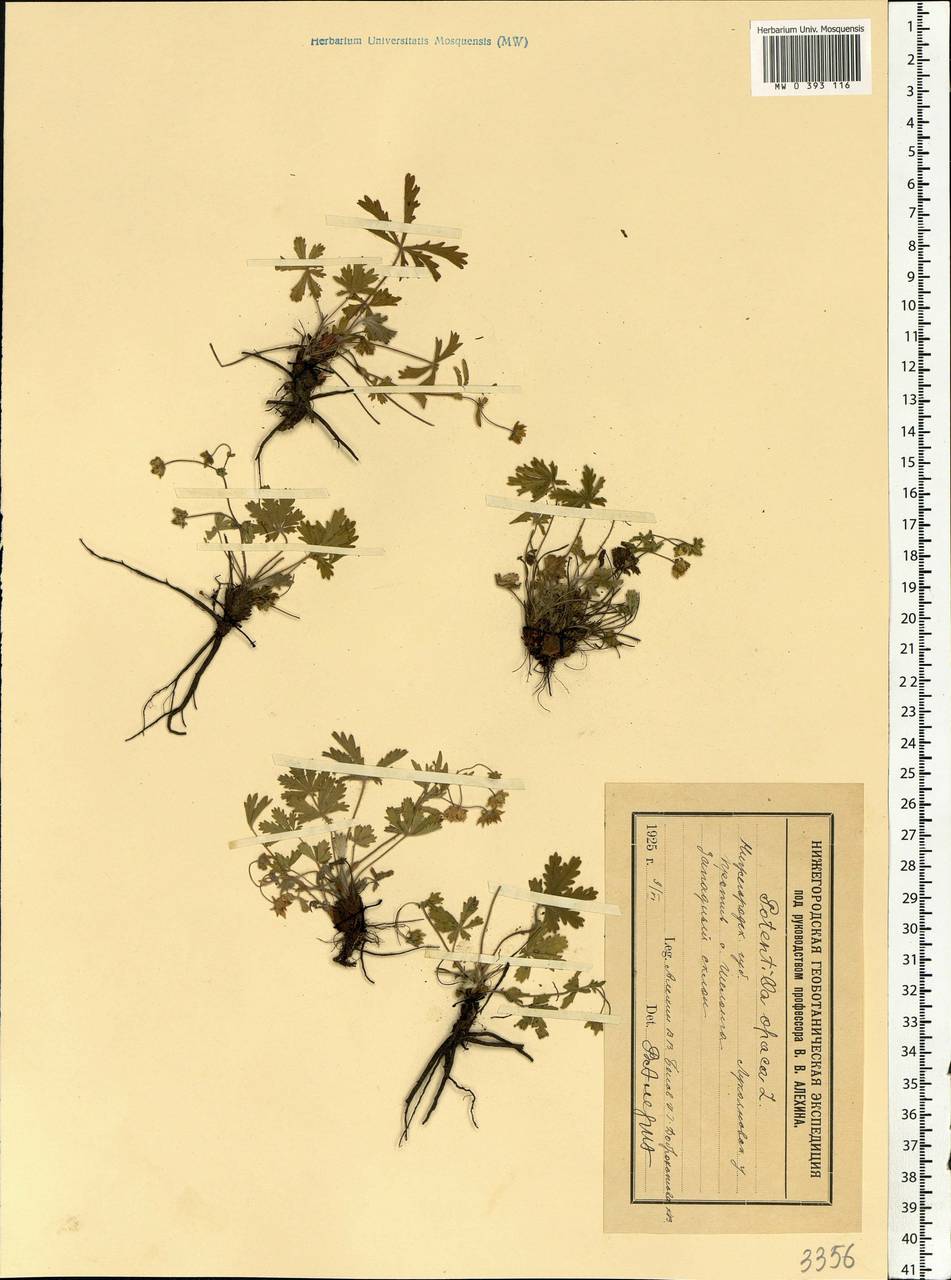 Potentilla heptaphylla L., Eastern Europe, Volga-Kama region (E7) (Russia)