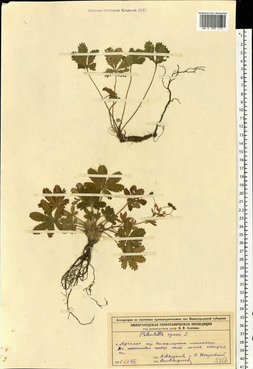 Potentilla heptaphylla L., Eastern Europe, Volga-Kama region (E7) (Russia)