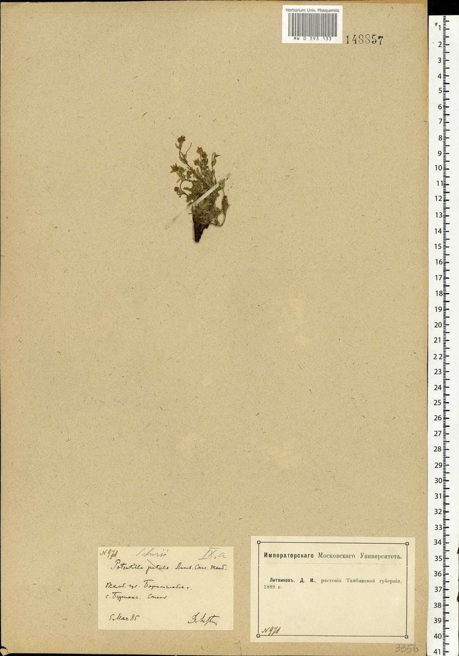 Potentilla patula Waldst. & Kit., Eastern Europe, Central forest-and-steppe region (E6) (Russia)