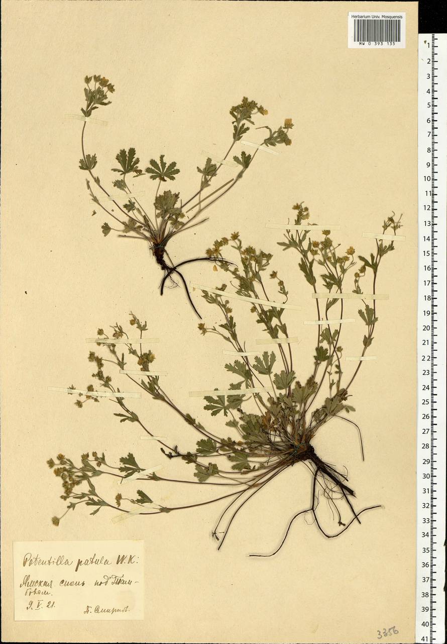 Potentilla patula Waldst. & Kit., Eastern Europe, Central forest-and-steppe region (E6) (Russia)