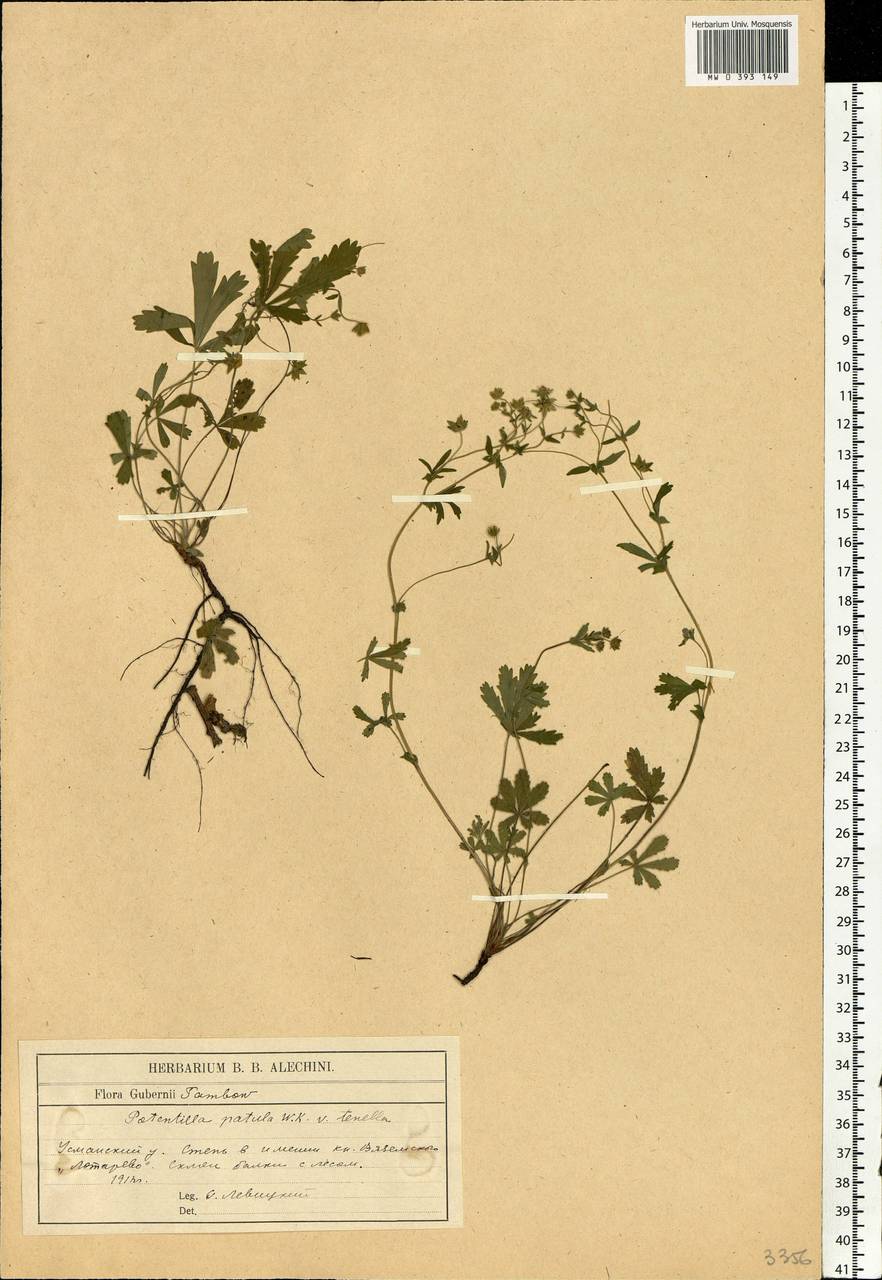 Potentilla patula Waldst. & Kit., Eastern Europe, Central forest-and-steppe region (E6) (Russia)