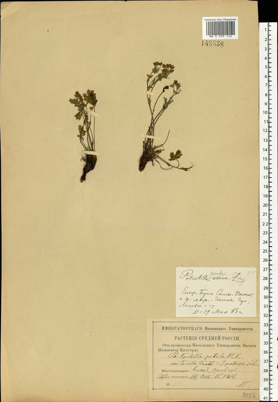 Potentilla patula Waldst. & Kit., Eastern Europe, Central forest-and-steppe region (E6) (Russia)