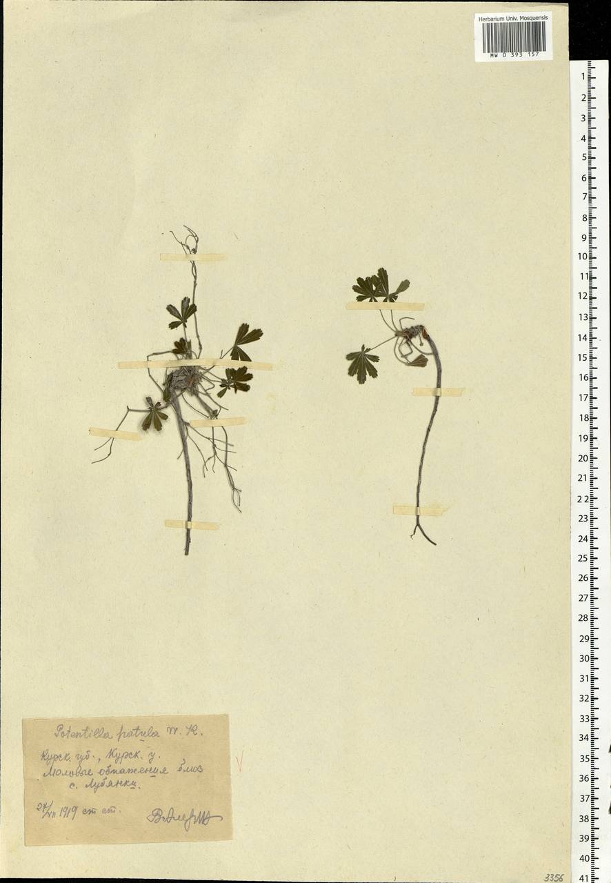 Potentilla patula Waldst. & Kit., Eastern Europe, Central forest-and-steppe region (E6) (Russia)