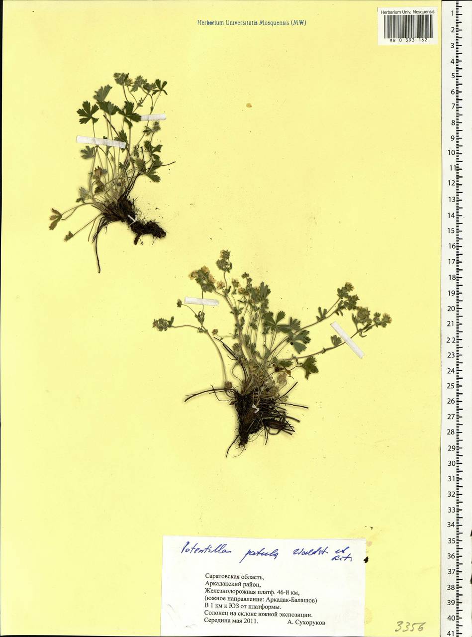 Potentilla patula Waldst. & Kit., Eastern Europe, Lower Volga region (E9) (Russia)