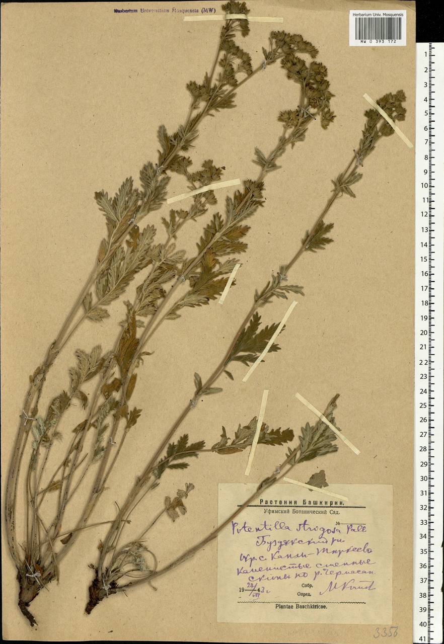Potentilla pensylvanica L., Eastern Europe, Eastern region (E10) (Russia)