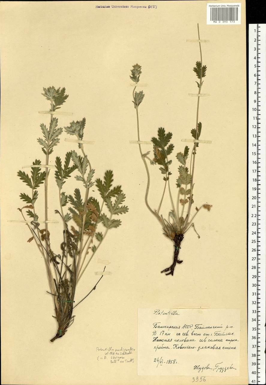 Potentilla pensylvanica L., Eastern Europe, Eastern region (E10) (Russia)