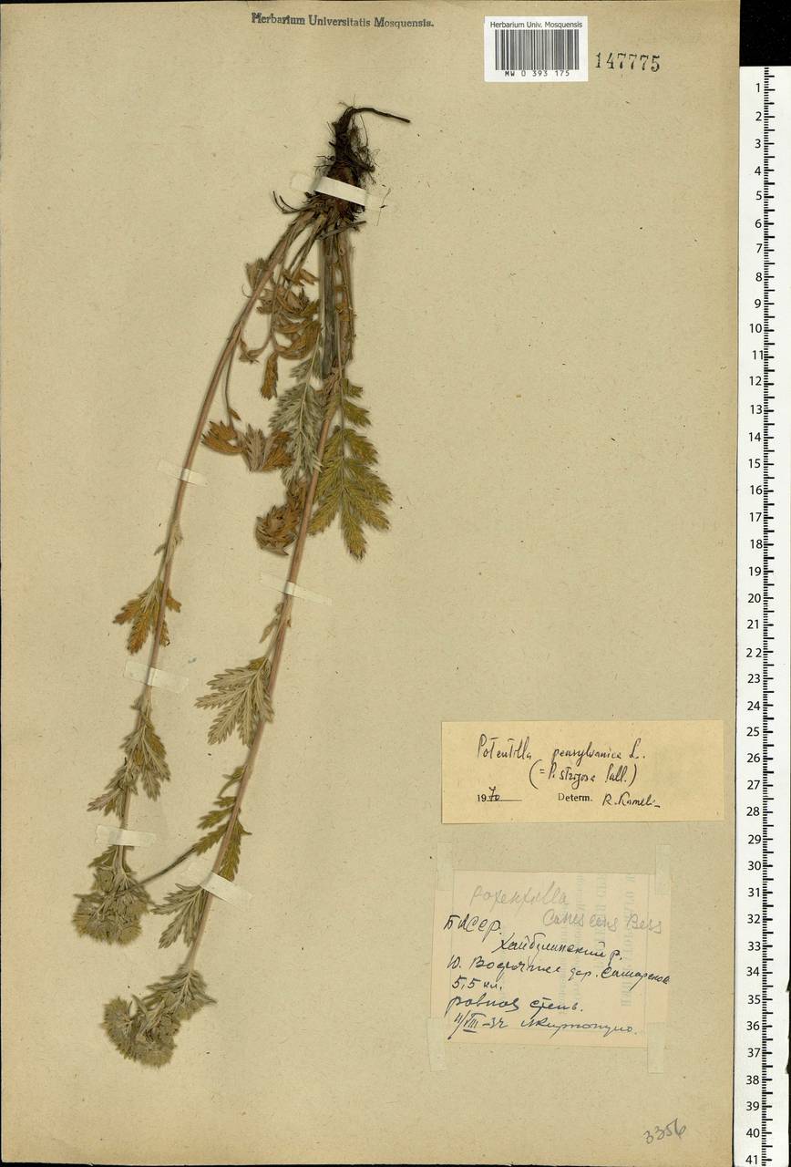 Potentilla pensylvanica L., Eastern Europe, Eastern region (E10) (Russia)